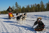 Huskies Erleben